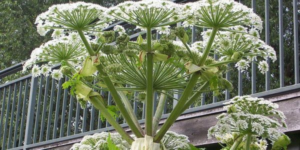 une plante très dangereuse qui se trouve partout
